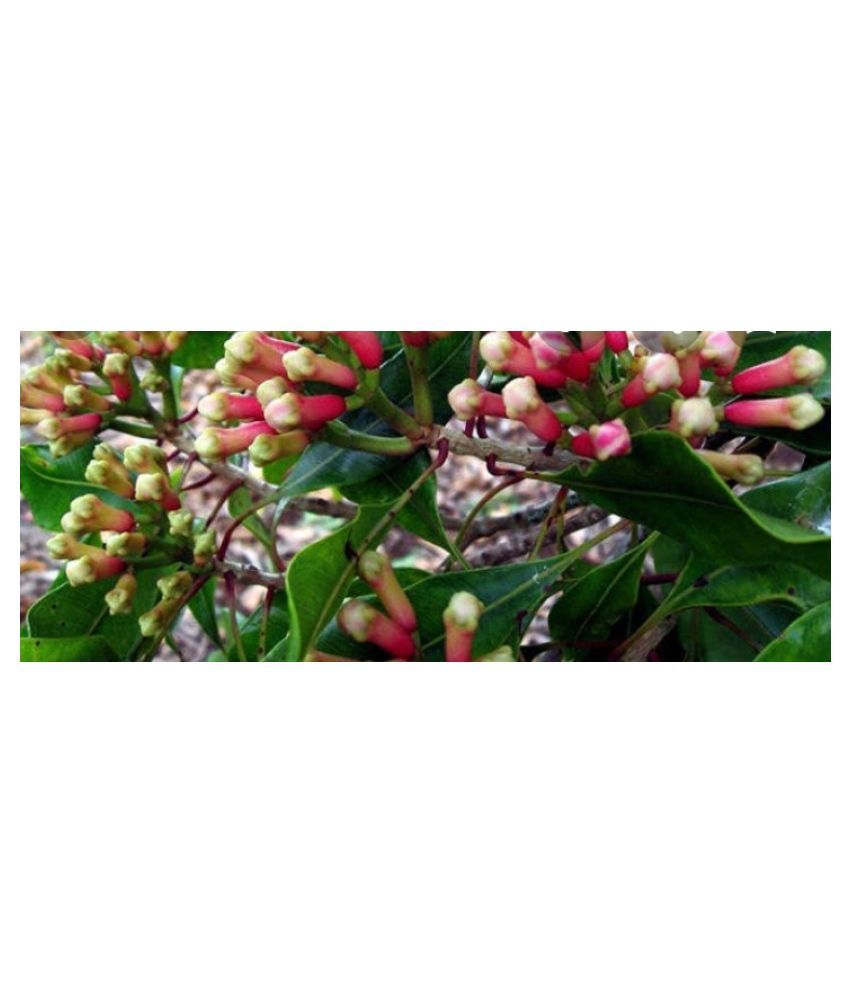 KERALA NATURAL SPICES Kerala cloves 2 kg Buy KERALA NATURAL SPICES