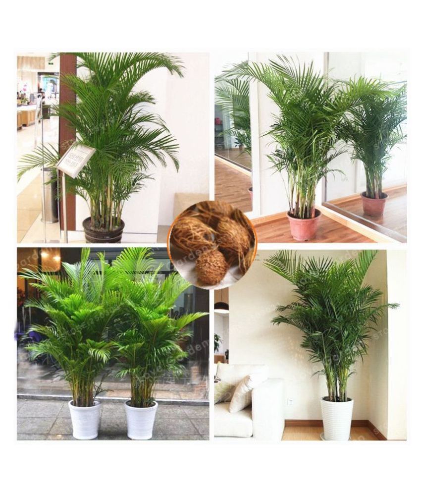     			Areca Palm Tree Seeds (Indoor&outdoor Plant)