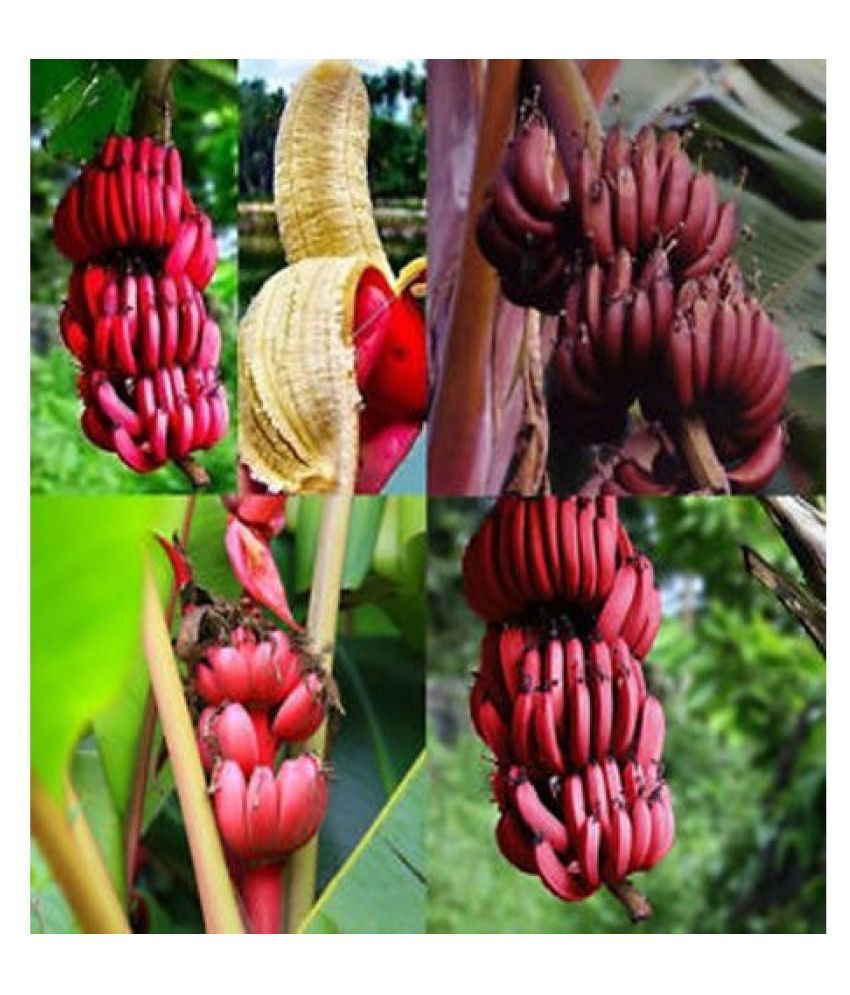  RED BANANA  TREE SEEDS 100 SEEDS PACK 100 GERMINATION 