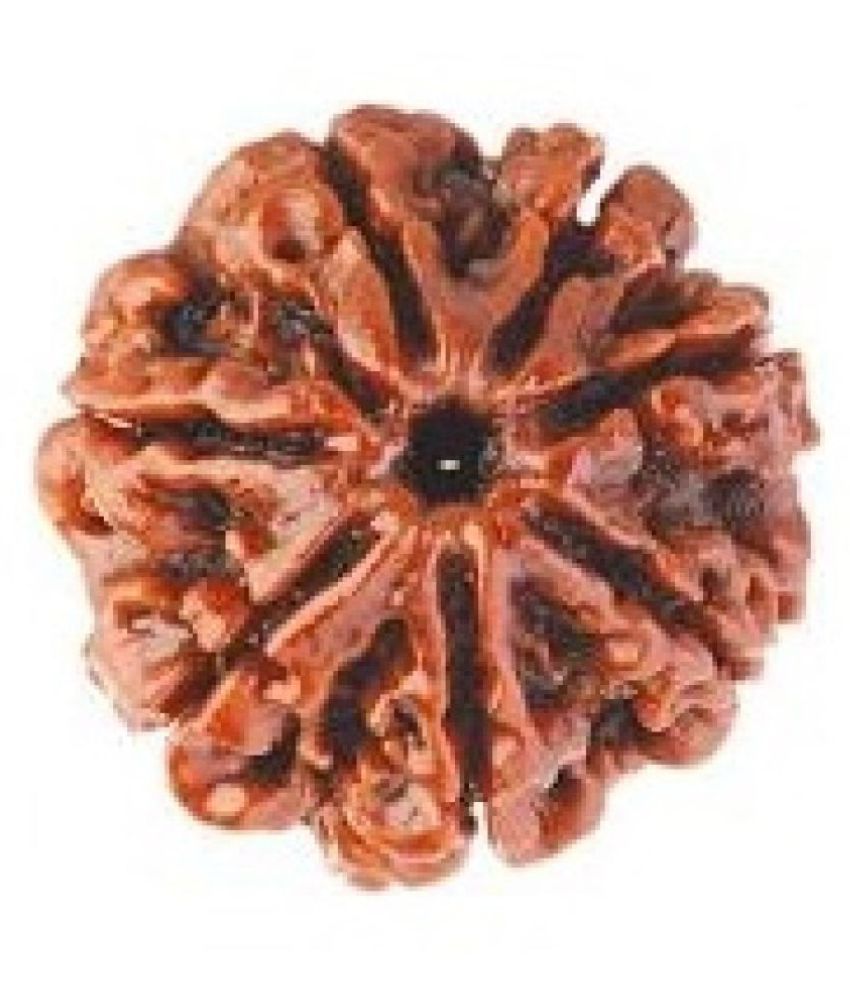     			shreee shyam 7 Mukhi Rudraksha, Nepal Originated Rudraksh | Bead Size: 20-25mm | 100% Original & Natural Rudrakash |