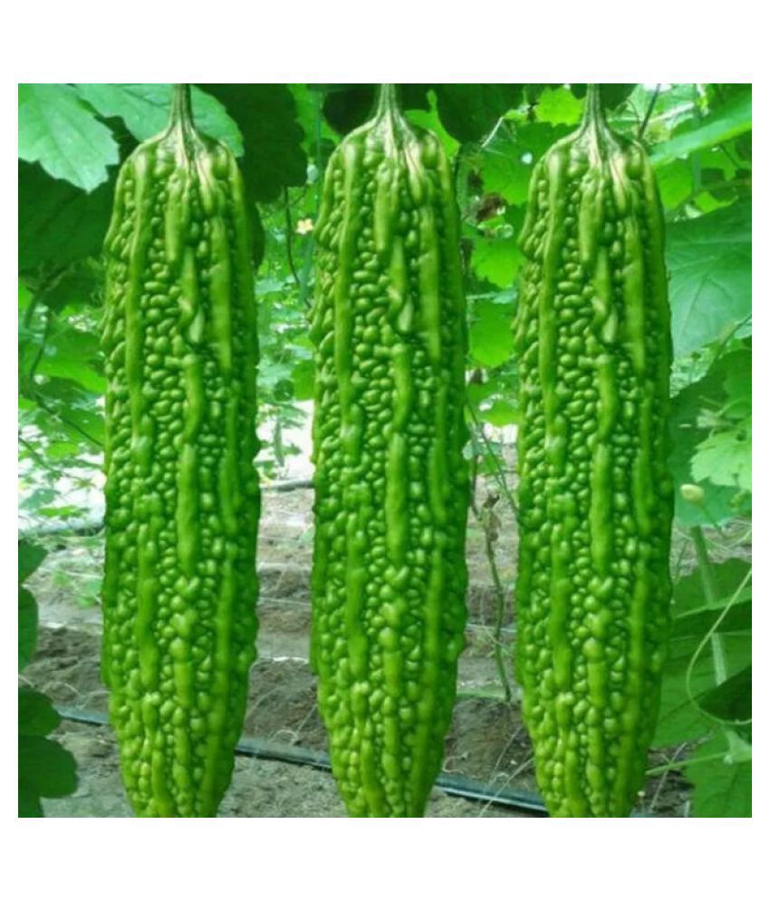     			15 Seeds of High Yield Bitter Gourd Pali F1 Hybrid Green Long for Terrace Balcony Kitchen Poly House Gardening