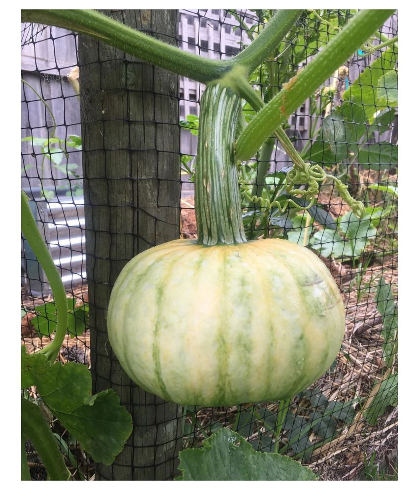 vivacious vegetable pumpkin