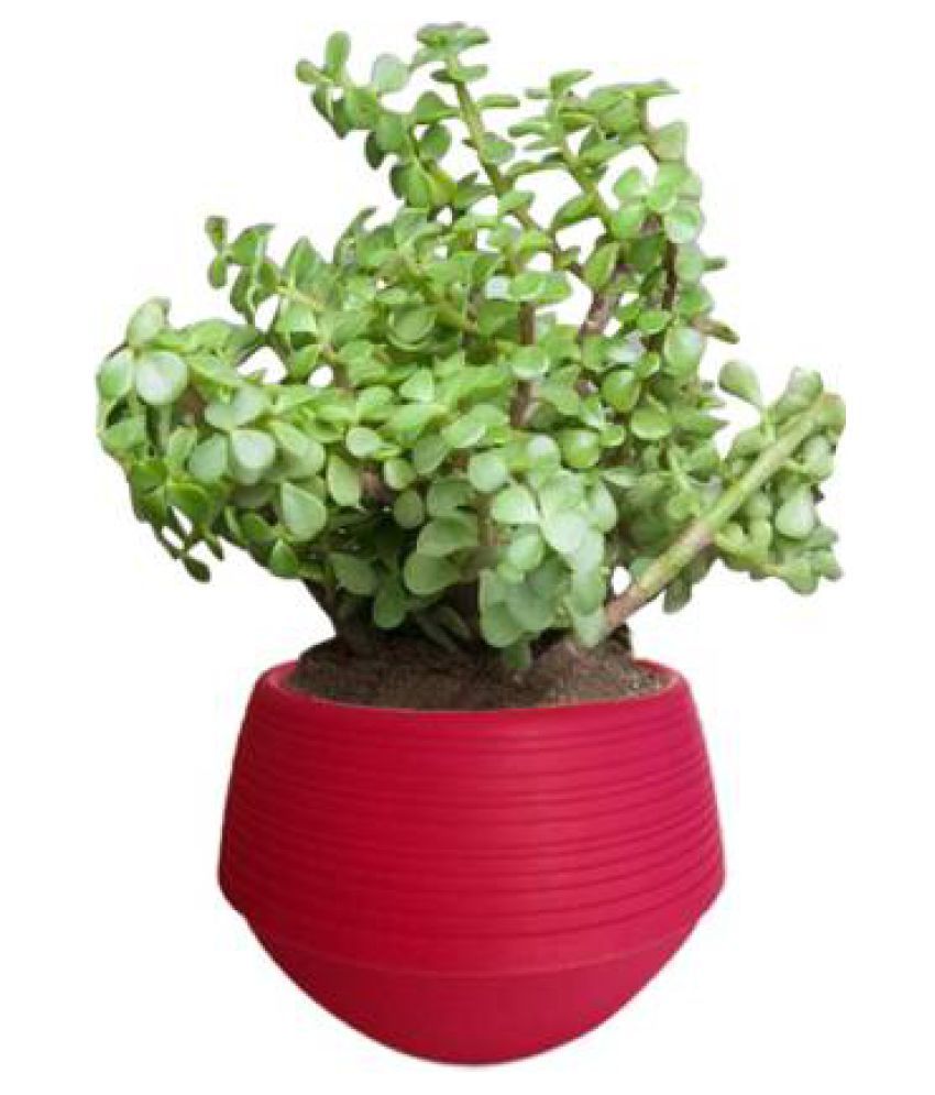 V A enterprises Jade Plant Both Herbs Buy V A enterprises