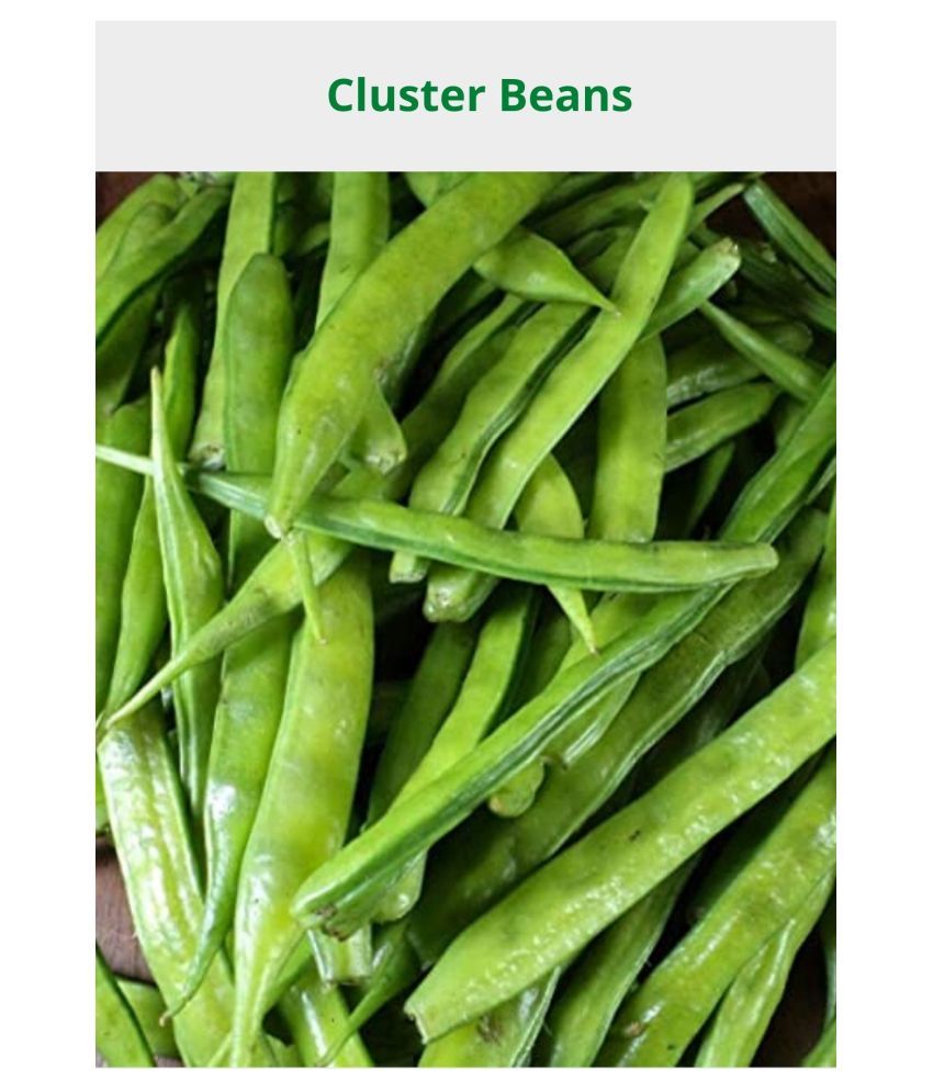 Grameen Cluster beans seeds-200seeds: Buy Grameen Cluster beans seeds