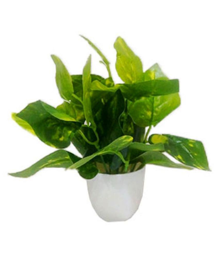     			Green plant indoor Artificial Money Plant Bonsai Green Bonsai Plastic - Pack of 1