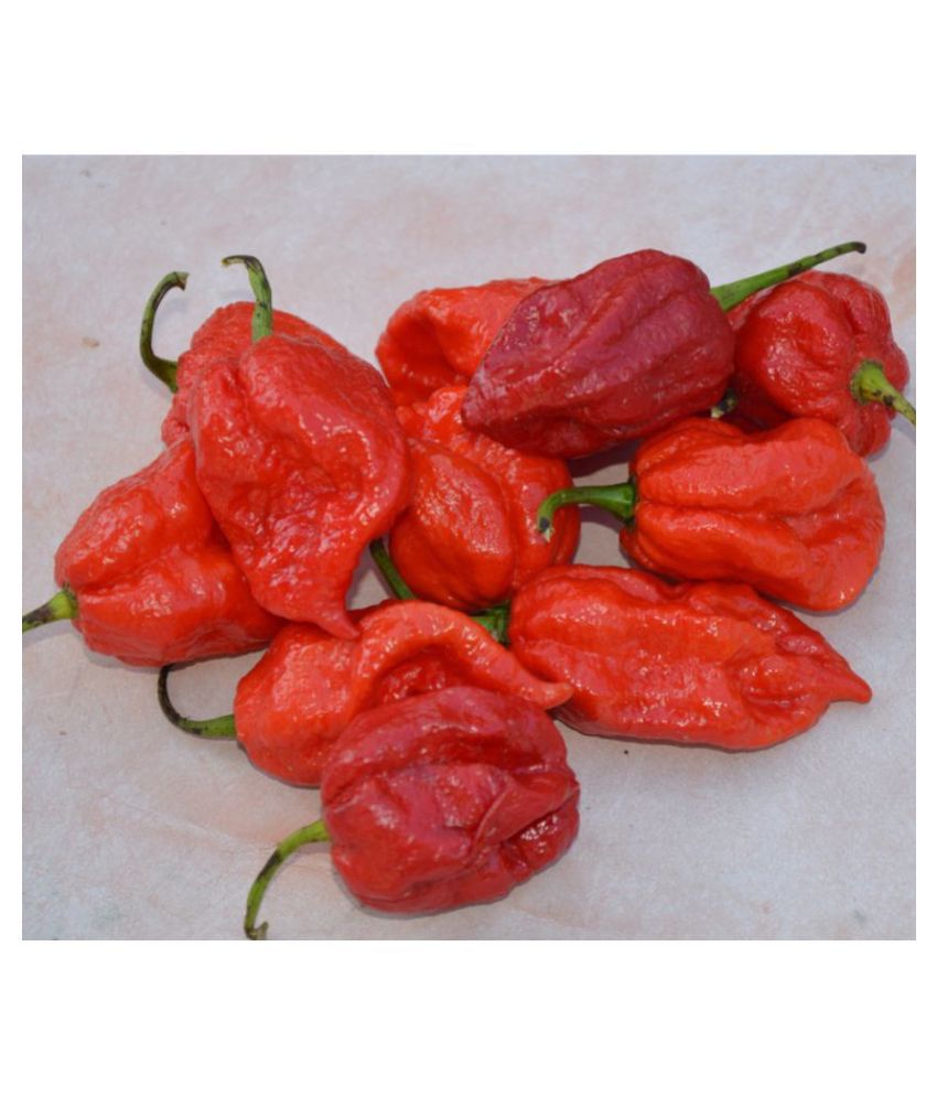     			Hot Red Chilli Plant Seeds- 100 Seeds Per Pack