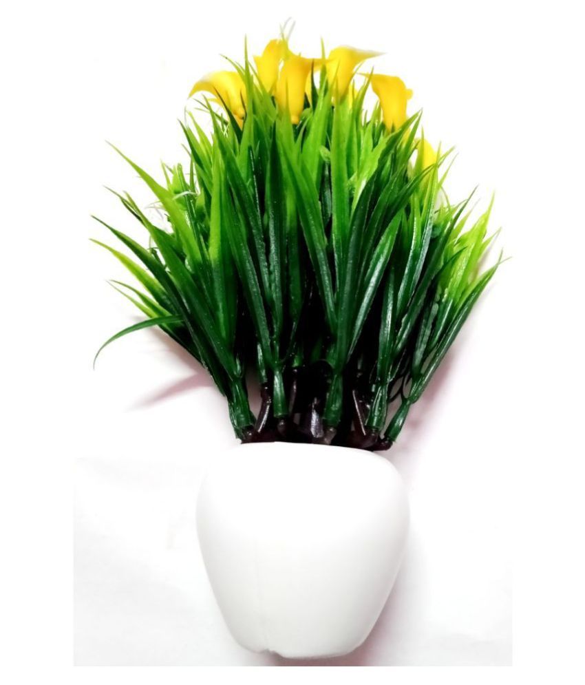     			Green plant indoor Wild Flower Yellow Flowers With Pot - Pack of 1