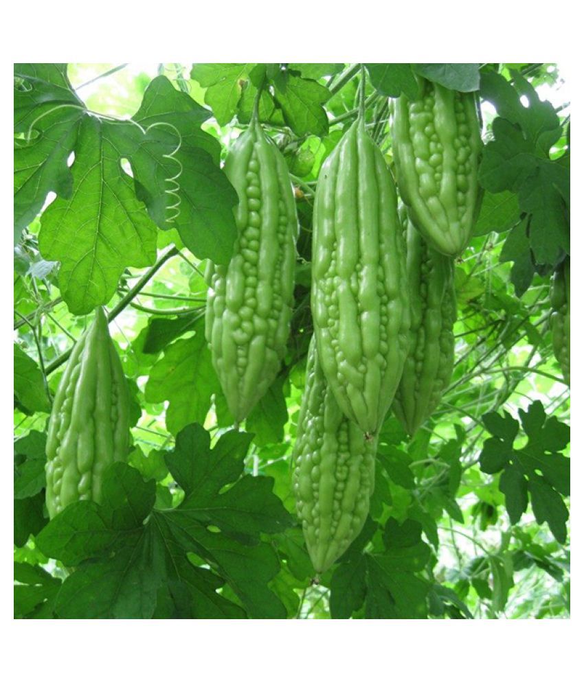 Bitter Gourd F1 Spartan Vegetable Seeds Pack Of 15 Seeds Buy Bitter Gourd F1 Spartan Vegetable Seeds Pack Of 15 Seeds Online At Low Price Snapdeal