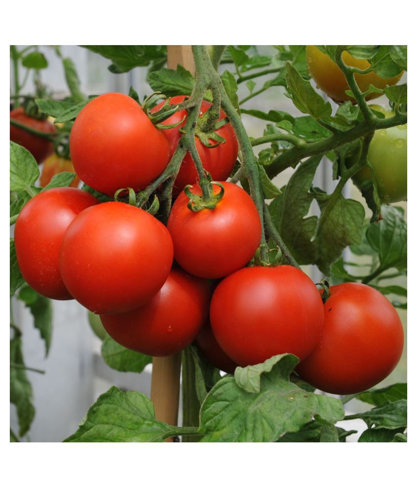 Modern Plants - Tomato/Tamater - 100 Best Quality Seeds: Buy Modern Plants  - Tomato/Tamater - 100 Best Quality Seeds Online at Low Price - Snapdeal