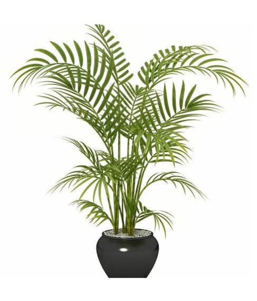     			Areca Palm Fresh Hybrid Seeds