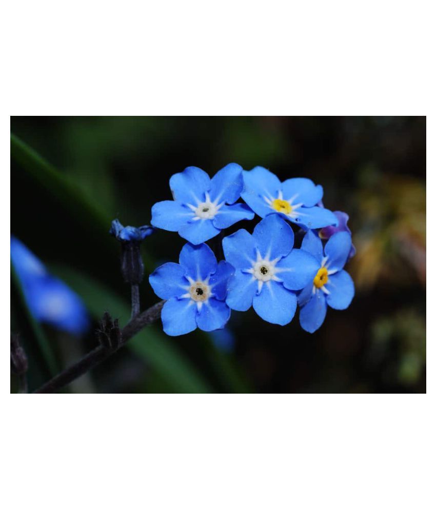 Forget Me Not Myosotis Flower Seeds Buy Forget Me Not Myosotis Flower Seeds Online At Low Price Snapdeal Forget Me Not Myosotis Flower Seeds Buy Forget Me Not Myosotis Flower Seeds Online At Low Price Snapdeal