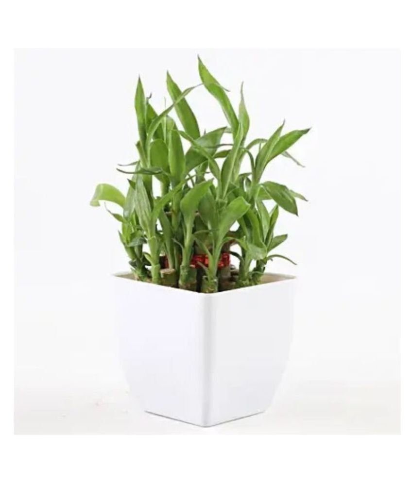 GREEN - HOMES 2 Layer Lucky Bamboo Plant with WHITE Pot ...