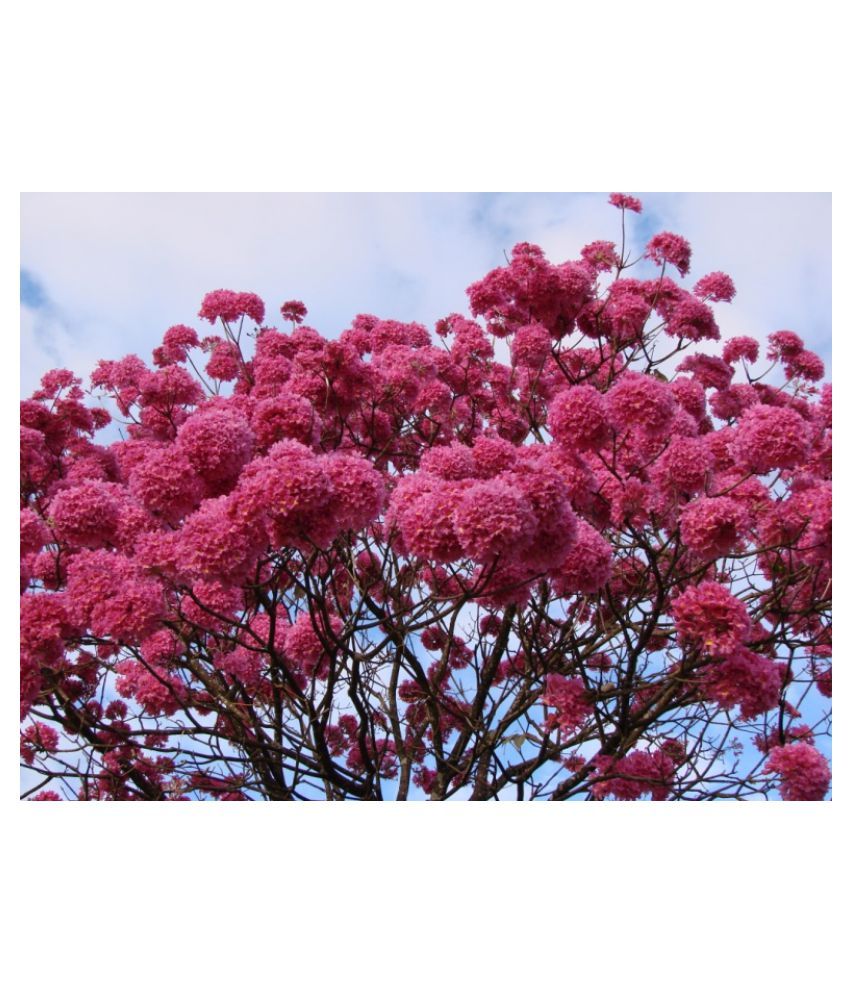 Marathi Gulabhi (TABEBUIA AVELLANEDAE) Pink Trumpet Flower Tree Seeds