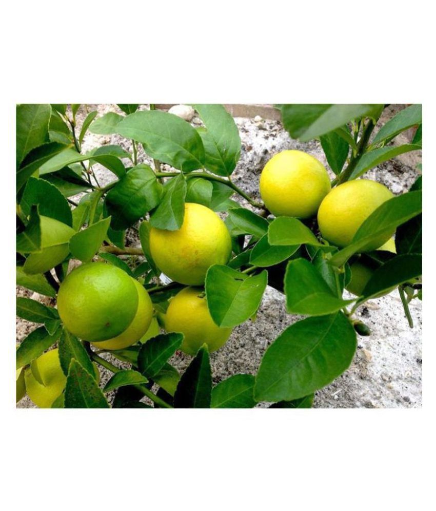     			Rare Lemon Tree Seeds Indoor Outdoor Garden Heirloom Fruit