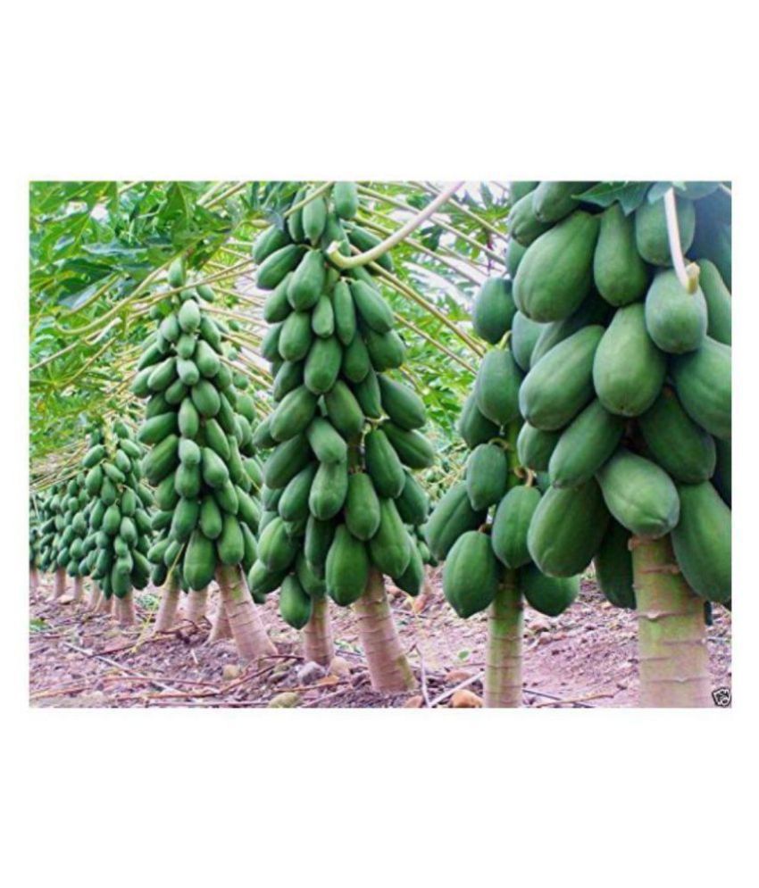     			Papaya Dwarf Quality Seed Fruit Seeds For Terrace Garden Bonsai Suitable Fruit