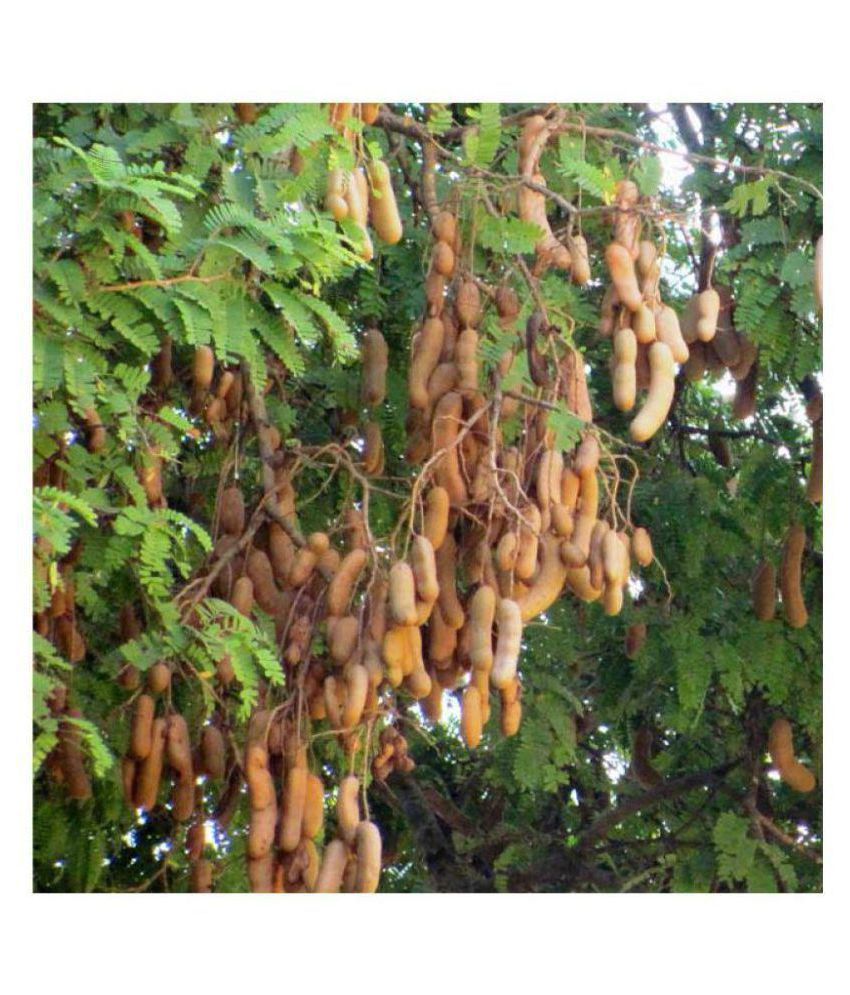 Sweet Tamarind Fruit Seeds Imli Seeds For Terrace Garden Fruit Seeds Pack Of 25 Buy Sweet Tamarind Fruit Seeds Imli Seeds For Terrace Garden Fruit Seeds Pack Of 25 Online