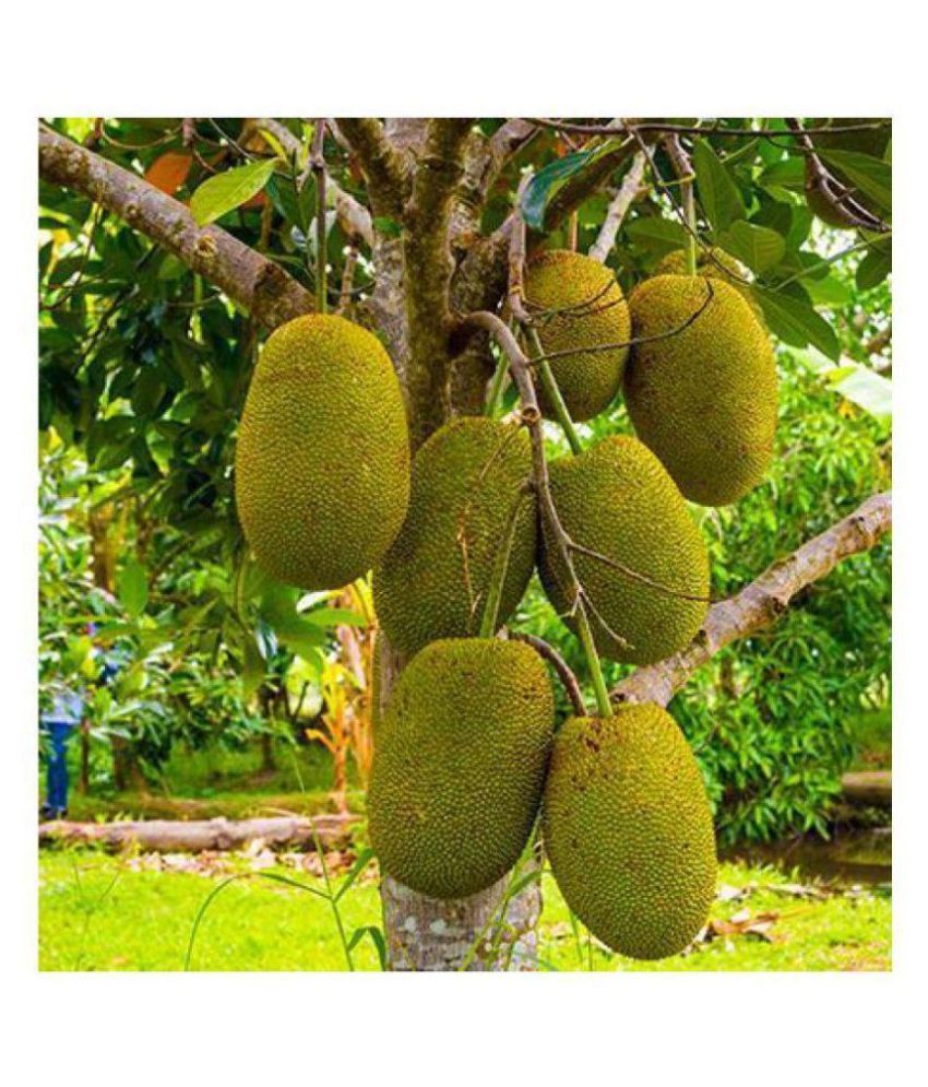 jack fruit seeds 25 seeds Buy jack fruit seeds 25 seeds
