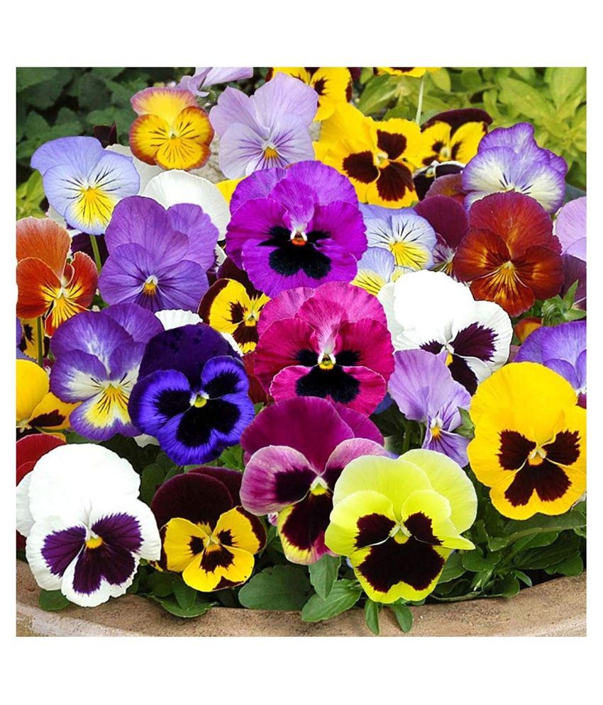     			Pansy Hybrid Mix Seeds -Yellow, Brown,Red,White And Pink Mix with coco peat 30 Seeds product by Green Earth