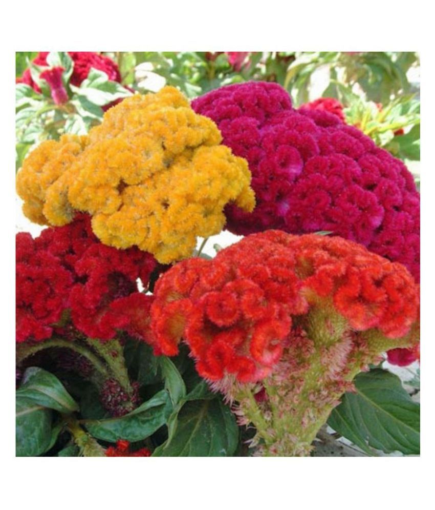 Flowers High Quality Seeds Pack of 100 Seeds PREMIUM