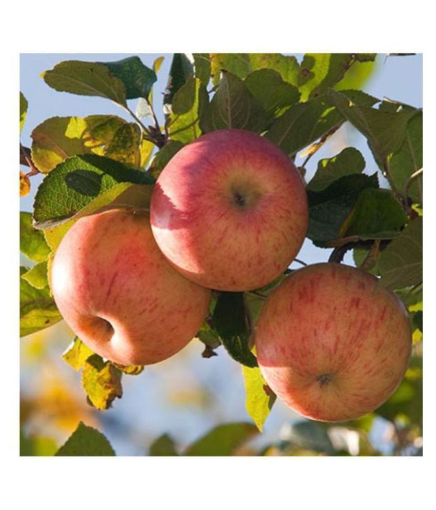 Exotic Dwarf Apple Fruit Seeds 'Winesap Apple' 10 Growing Seeds Buy