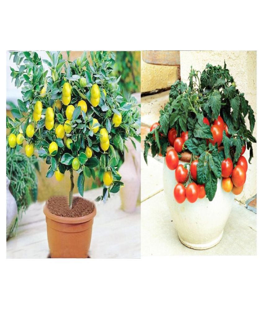     			V Square Retail Bonsai Lemon And Cherry Tomato Vegetable Seeds