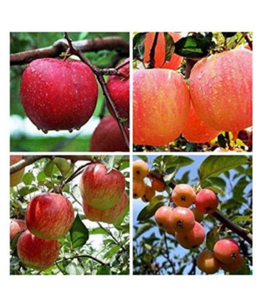 VSR Gardens ,Apple(FUJI)SEEDS 10 SEEDS Buy VSR Gardens ,Apple(FUJI