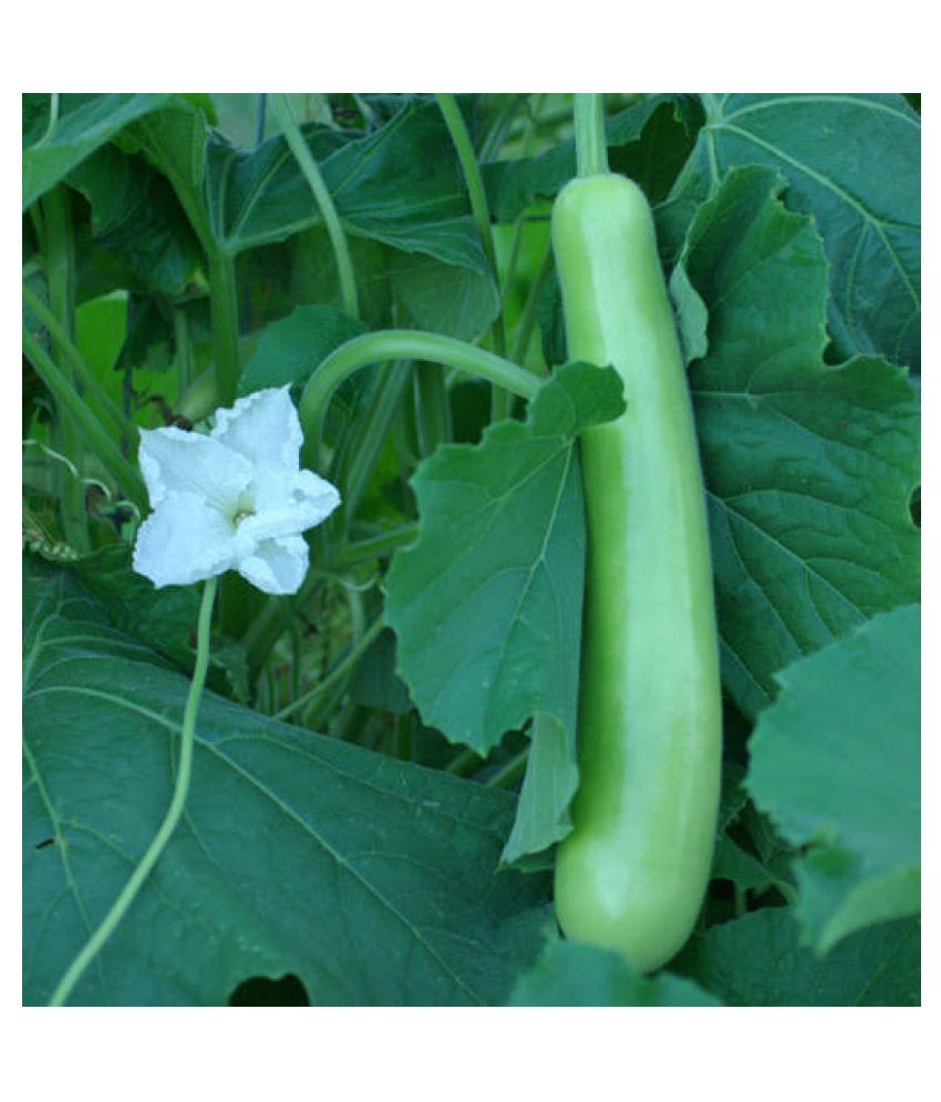 bottle-gourd-long-seeds-pack-of-20-seeds-x-1-packet-instruction