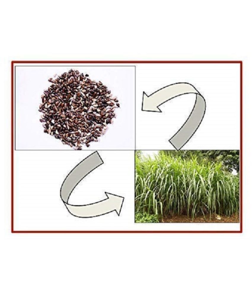 Forest Development Napier Grass Seeds, Elephant Grass Seeds, Pennisetum