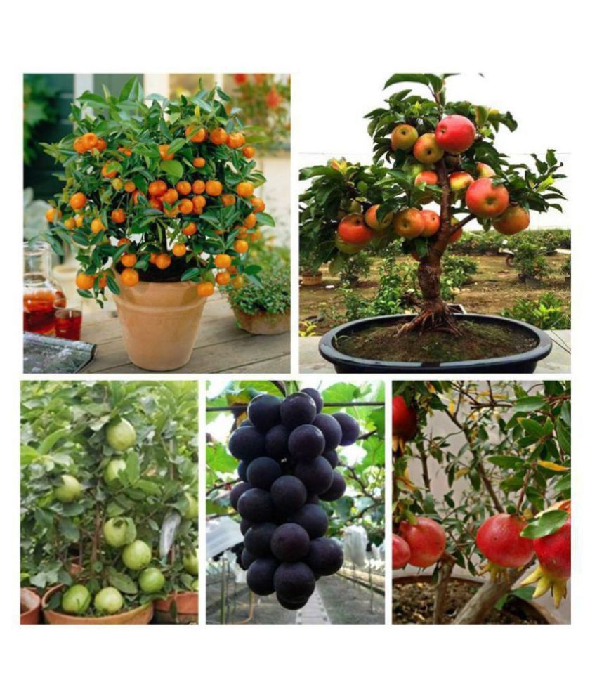 Flare Seeds Bonsai Fruit Seeds Mega Combo (Apple, Orange, Lemon, Guava