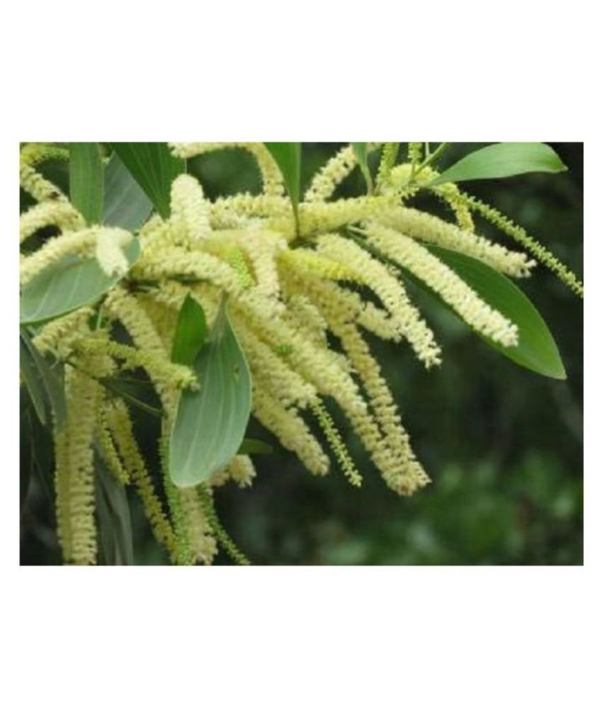 Forest Development Australian Teak Seeds (Acacia mangium Tree Seed