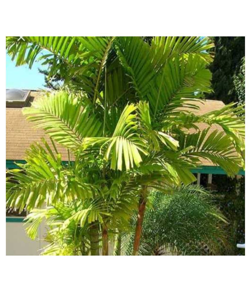     			Areca Palm Seeds For Indoor/Outdoor Gardening Plant Seeds 10 product by Green Earth