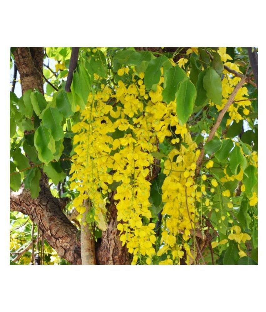 Shop 360 Garden Cassia Fistula Flower Of Kerala Bahava Golden Shower Tree Amaltas Indian Laburnum Ornamental Tree Seeds Pack Of 30 Seeds Buy Shop 360 Garden Cassia Fistula Flower Of
