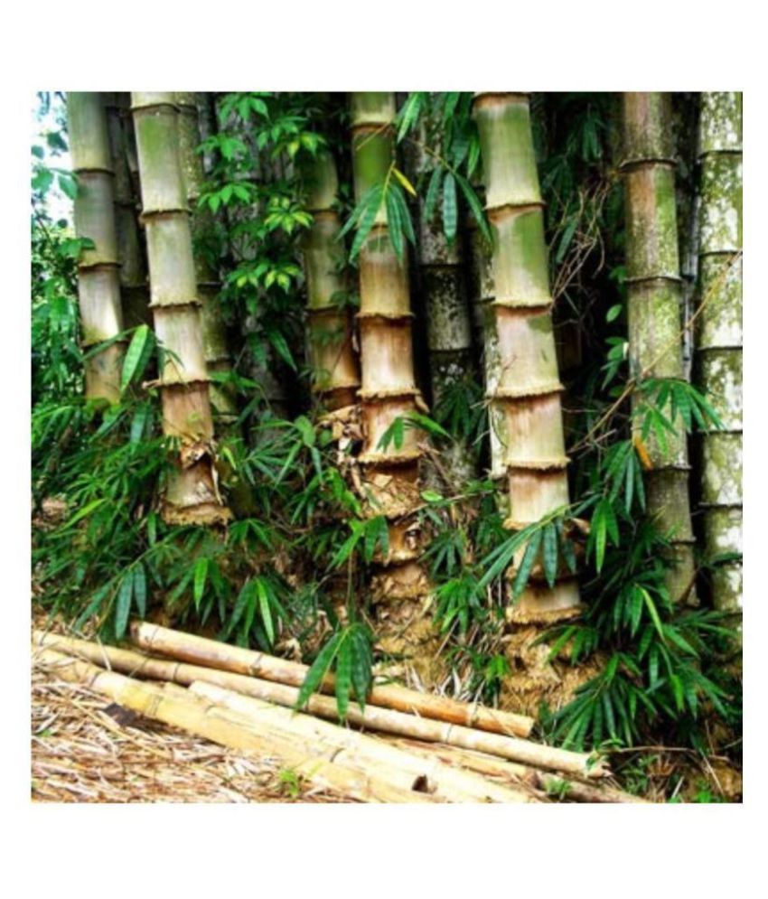 Buy SHOP 360 GARDEN Dendrocalamus strictus / Male bamboo / Solid bamboo