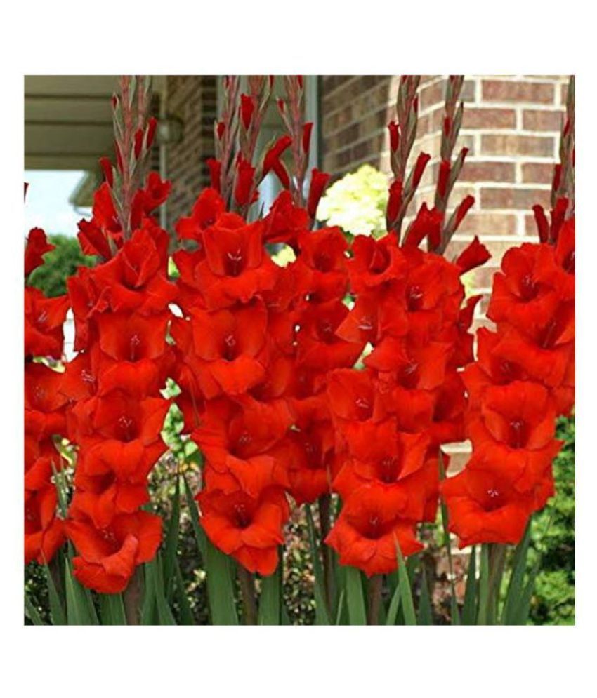 Buy SHOP 360 GARDEN Gladiolus Flower Bulbs White Gladiolus, Pink