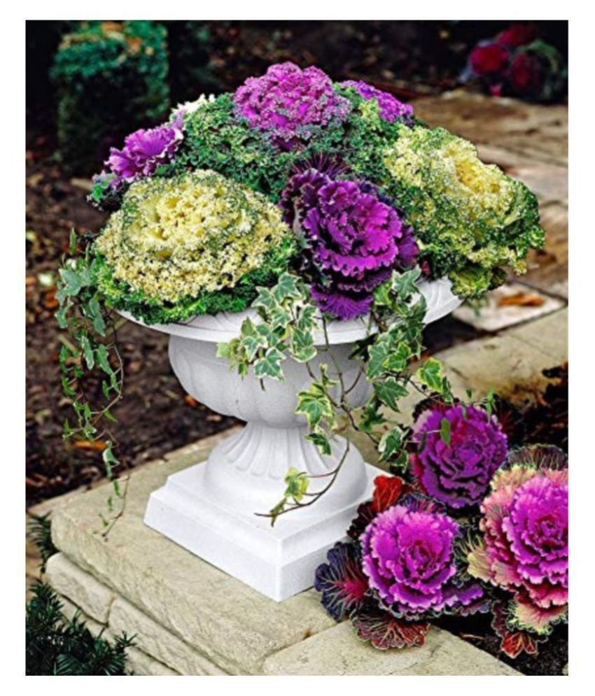 SHOP 360 GARDEN ORNAMENTAL CABBAGE KALE FLOWER SEEDS PACK OF 100