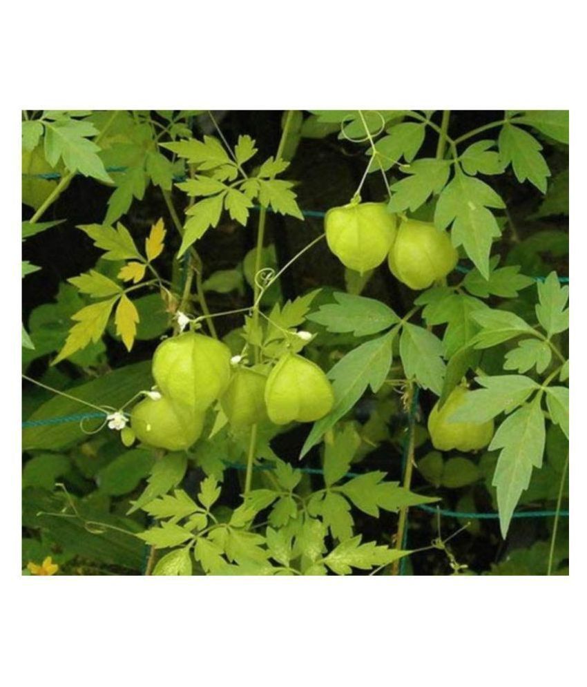 Shop 360 Garden Rare Herbal Plant Seeds Khanphata Mudakathan Keerai Balloon Vine Cardiospermum Halicacabum Plant Seeds Pack Of 15 Seeds Buy Shop 360 Garden Rare Herbal Plant Shop 360 Garden Rare Herbal Plant Seeds Khanphata Mudakathan Keerai Balloon Vine Cardiospermum Halicacabum Plant Seeds Pack Of 15 Seeds Buy Shop 360 Garden Rare Herbal Plant