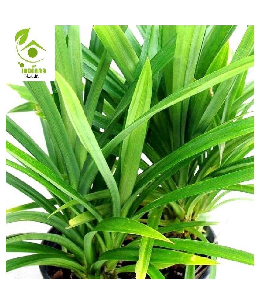 Indiana Herbalife Outdoor Medicinal Plants Buy Indiana Herbalife Outdoor Medicinal Plants Online At Low Price Snapdeal Watch anime online, you can watch anime movies online and english dubbed. inr