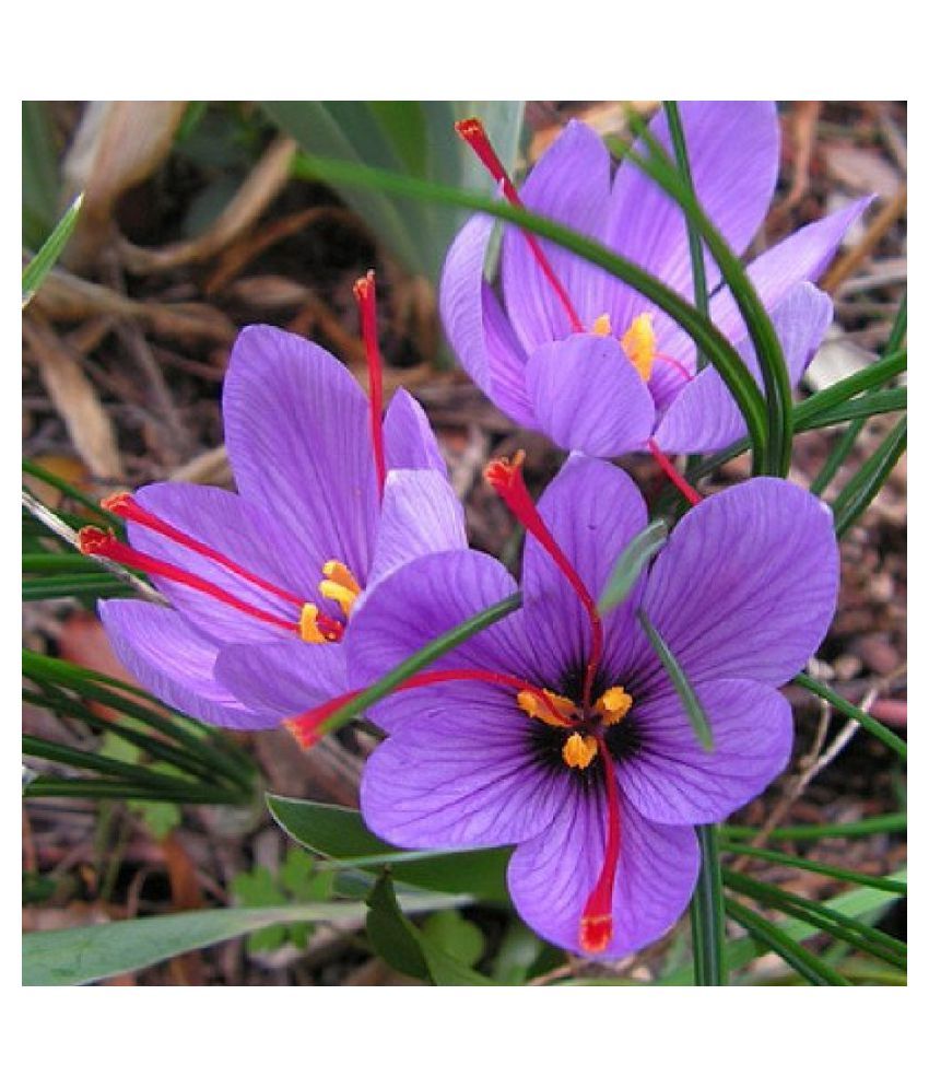 GREEN WORLD KASHMIRI SAFFRON BULB / KESAR / ZAFRAN / CROCUS CORM (5