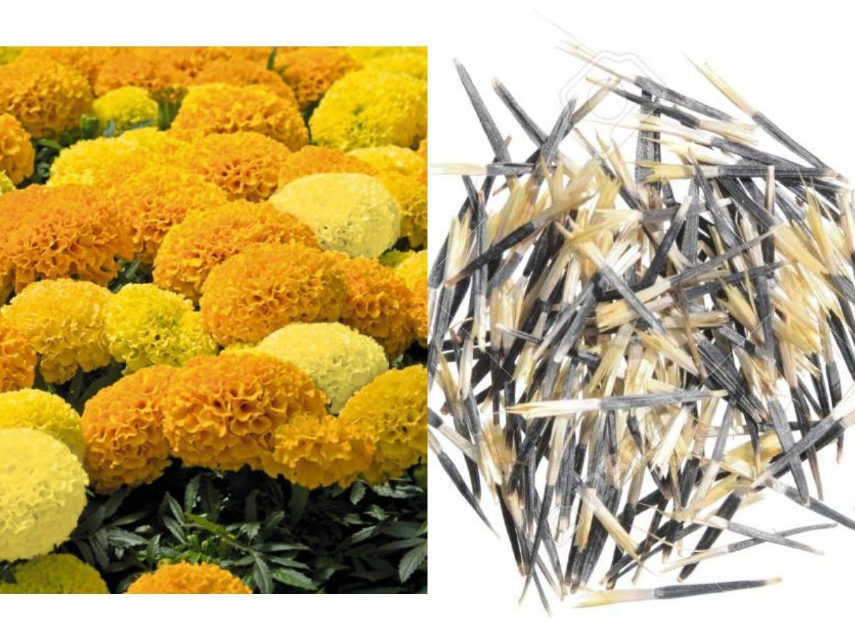 Rare African Marigold Seeds Discovery Mix Marigold 30 Seeds Buy Rare African Marigold Seeds Discovery Mix Marigold 30 Seeds Online At Low Price Snapdeal