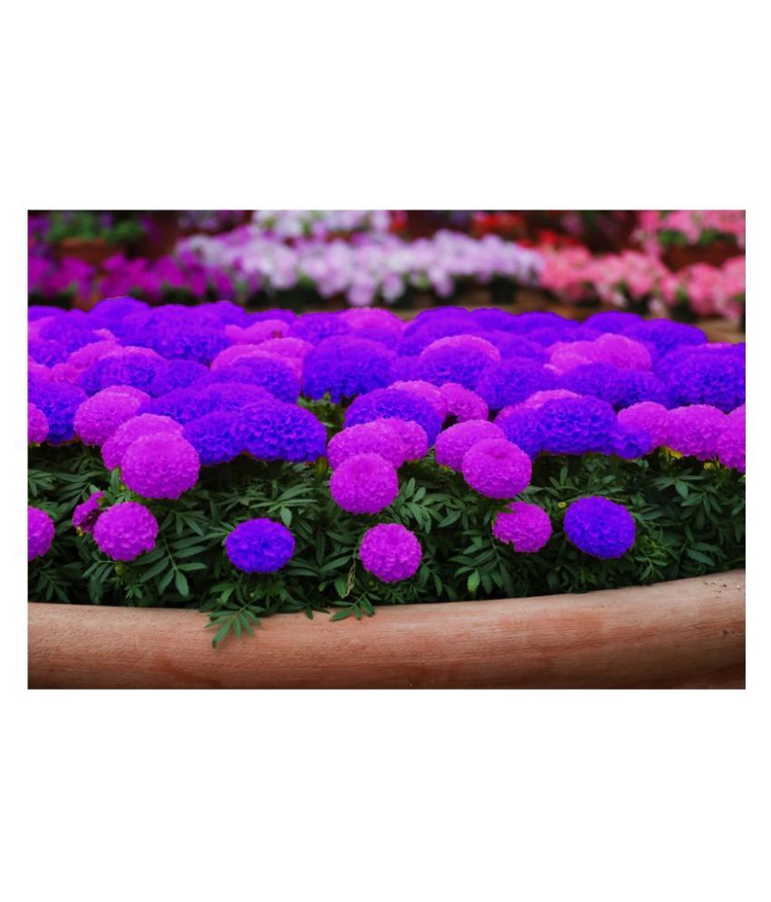 Blue Marigold Flower Seeds For Home Garden: Buy Blue Marigold Flower