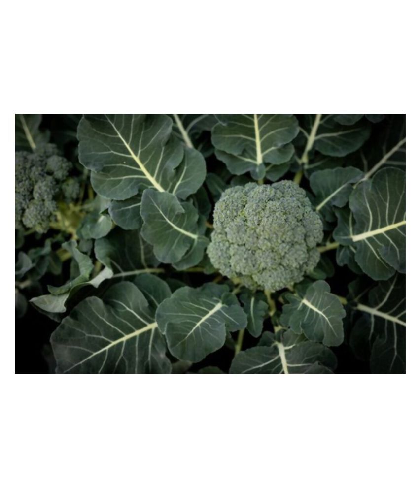     			Broccoli F1 Hybrid Vegetable Seeds Pack 50 Seeds