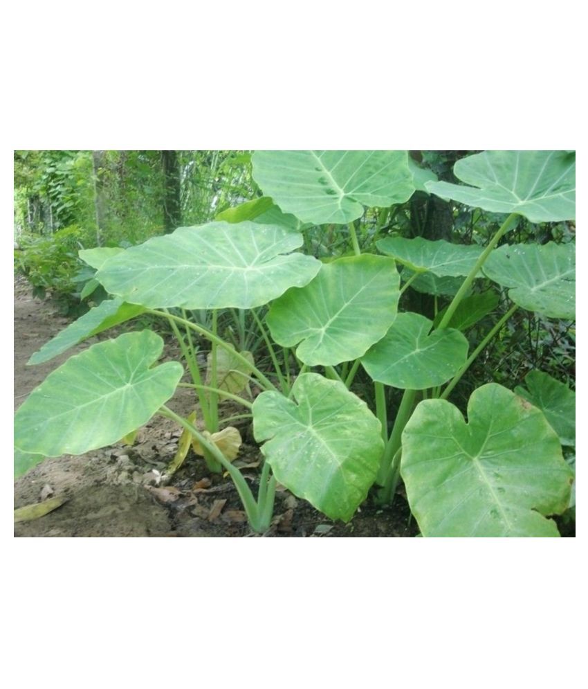 Saraswati Gardens 10 Bulbs of Colocasia Esculenta