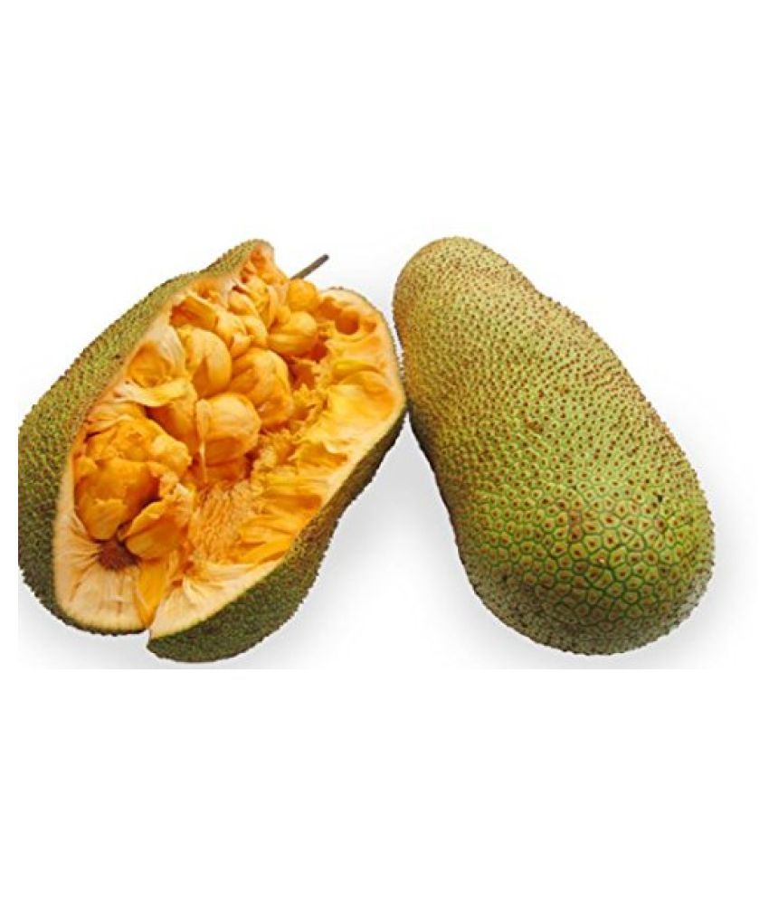 Saraswati Gardens Tropical Fruit Live Plant - Rare ...