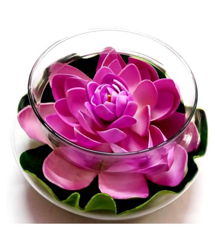     			Green plant indoor Lotus Multicolour Flowers With Pot - Pack of 1