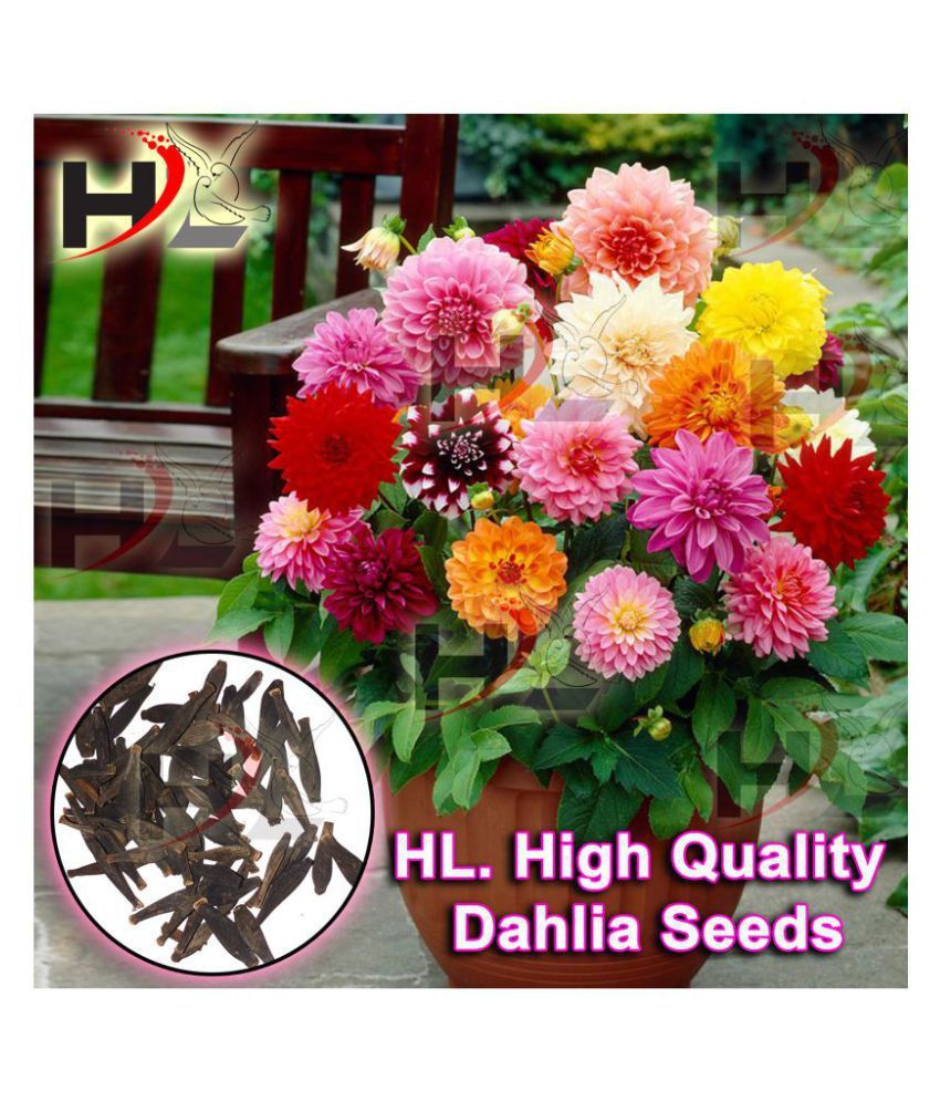 HL. Dahlia Hybrids Mixed Color Dahlia Flower Seeds Buy HL. Dahlia