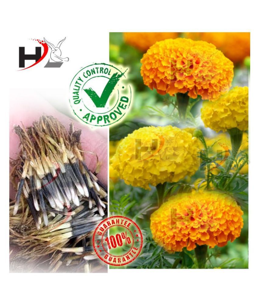 Hl High Quality Mix Marigold Seed Free Plants Flower Growing Food 100 Working African Marigold Seeds Buy Hl High Quality Mix Marigold Seed Free Plants Flower Growing Food 100 Working African Marigold