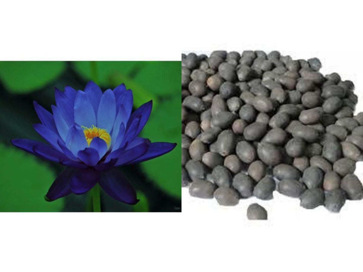     			Pearl Blue Lotus Flower Seed - Pack of 10 | With Manual