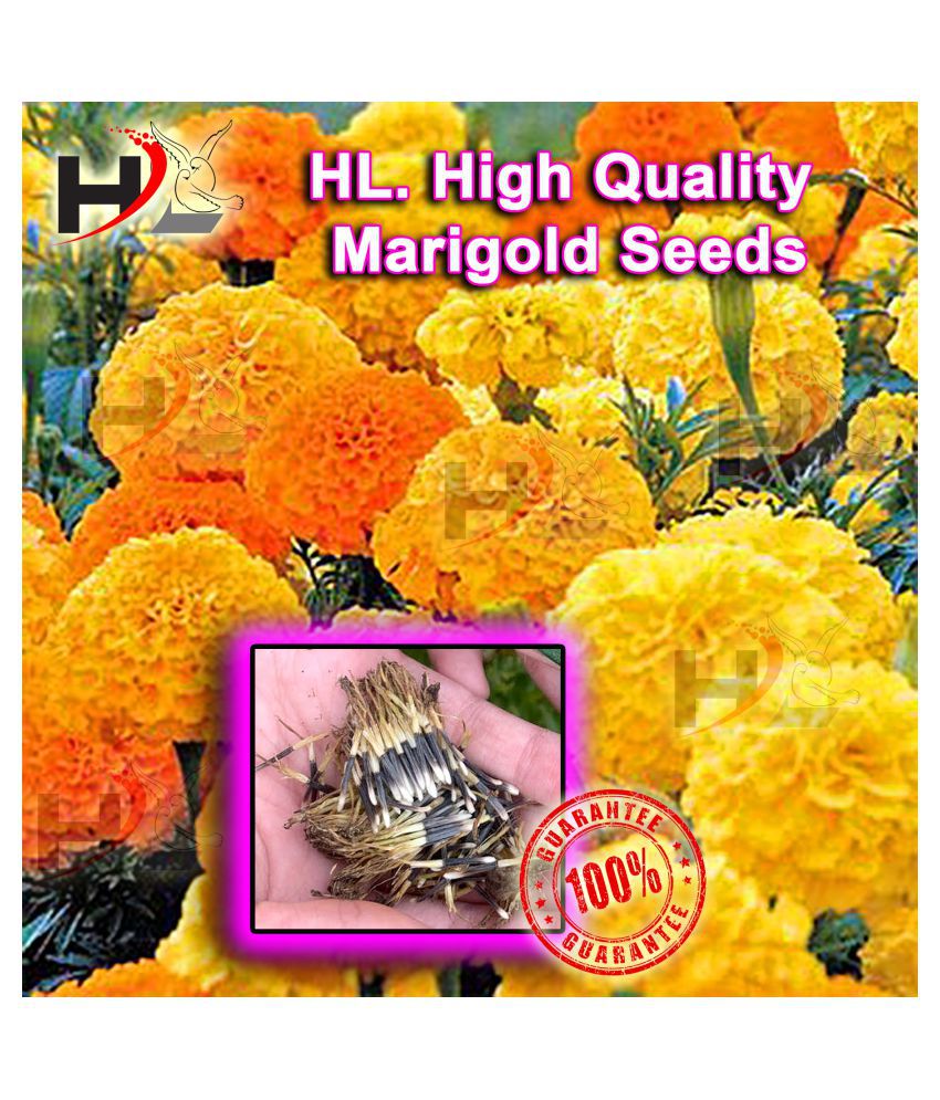    			HL. High Quality MIX Marigold Seed 100% working