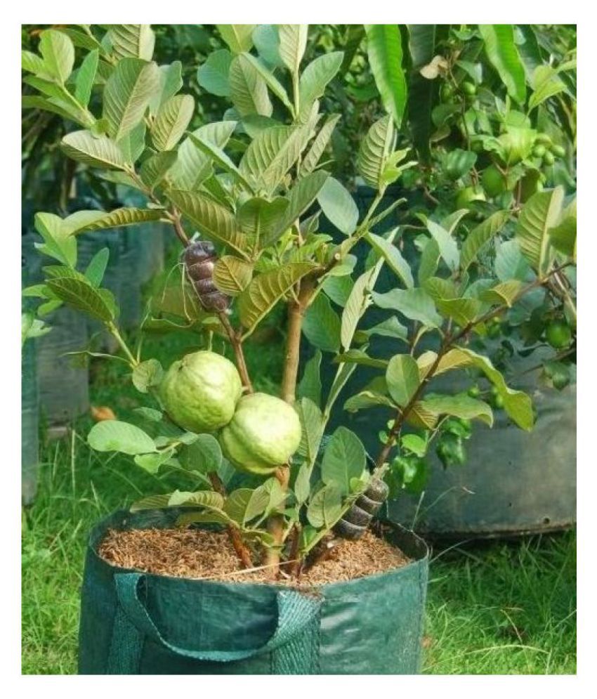     			Giant Thailand Guava Seeds | Pack of 100 Seeds with growing cocopeat