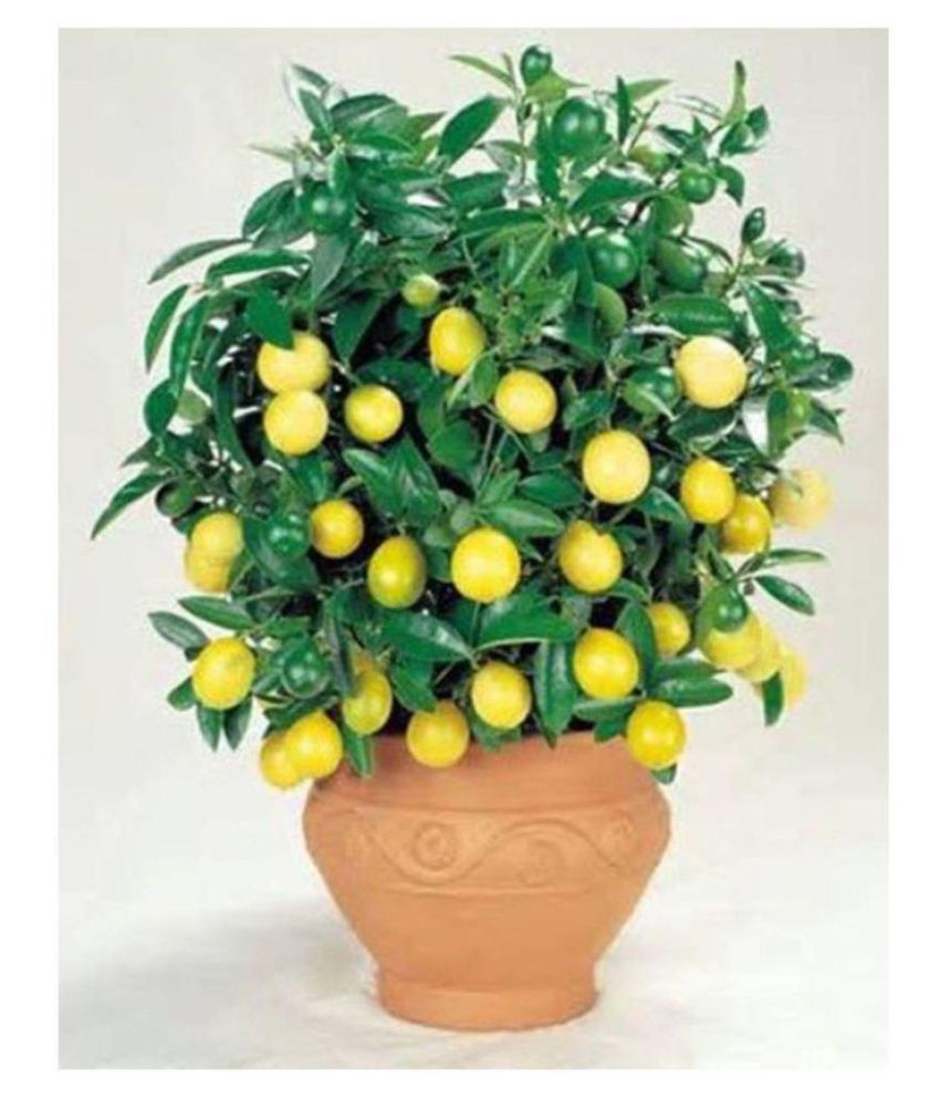     			INNATE Lemon Seeds - 20 seed Pack